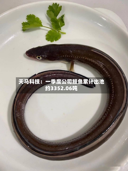 天马科技：一季度公司鳗鱼累计出池约3352.06吨-第1张图片