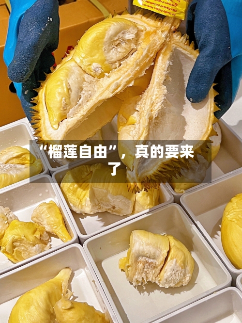“榴莲自由”，真的要来了