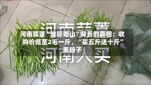 河南蒜薹“堆积如山”背后的真相：收购价低至2毛一斤，“买五斤送十斤	”系段子-第2张图片