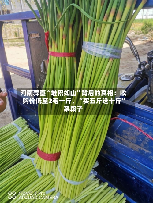河南蒜薹“堆积如山”背后的真相：收购价低至2毛一斤，“买五斤送十斤”系段子